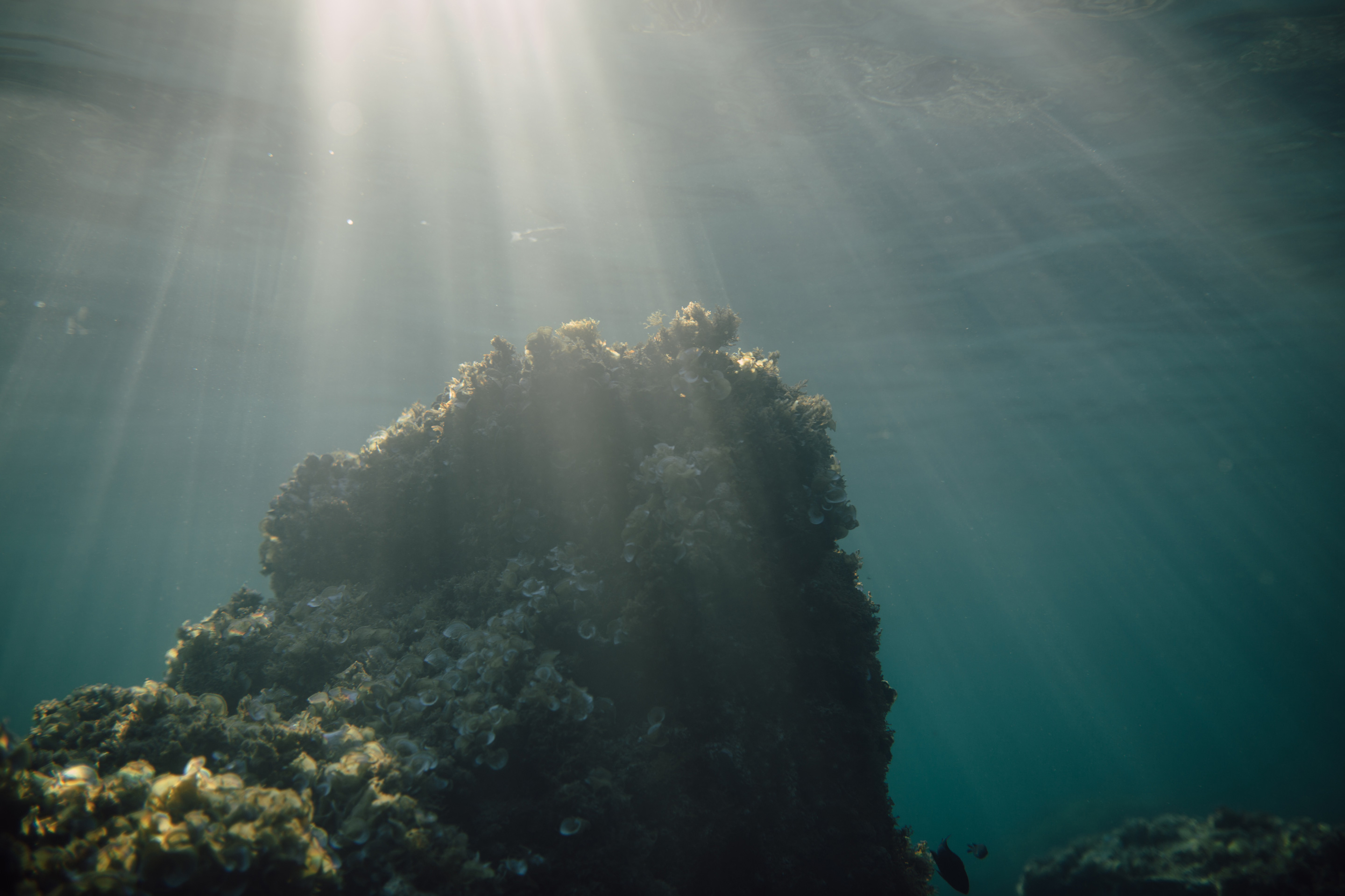 Coral reefs under water