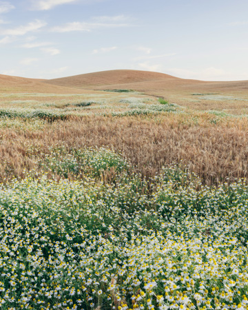 Wheat Field In Summer With Blooming Daisies