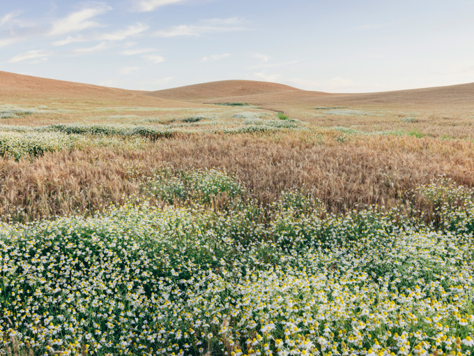 Wheat Field In Summer With Blooming Daisies
