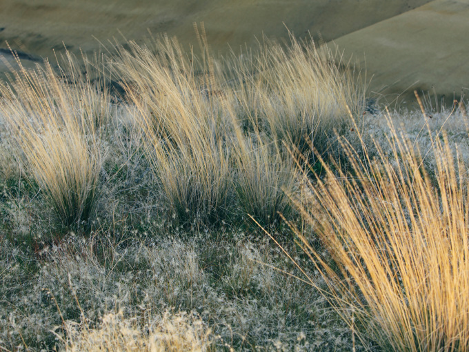 Grasses Blowing In Wind